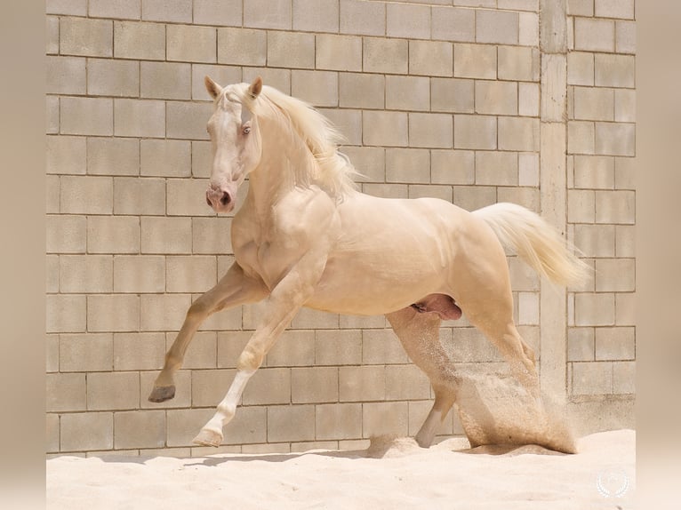 Creme Horse Stallone 3 Anni 170 cm Cremello in Navalperal De Pinares