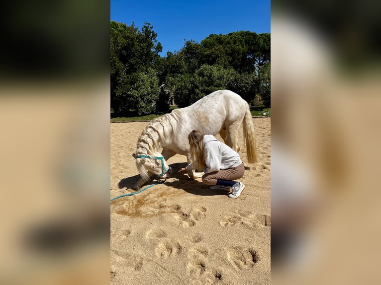 Creme Horse Stallone 7 Anni 155 cm Cremello in Sanata (Llinars Del Valles)