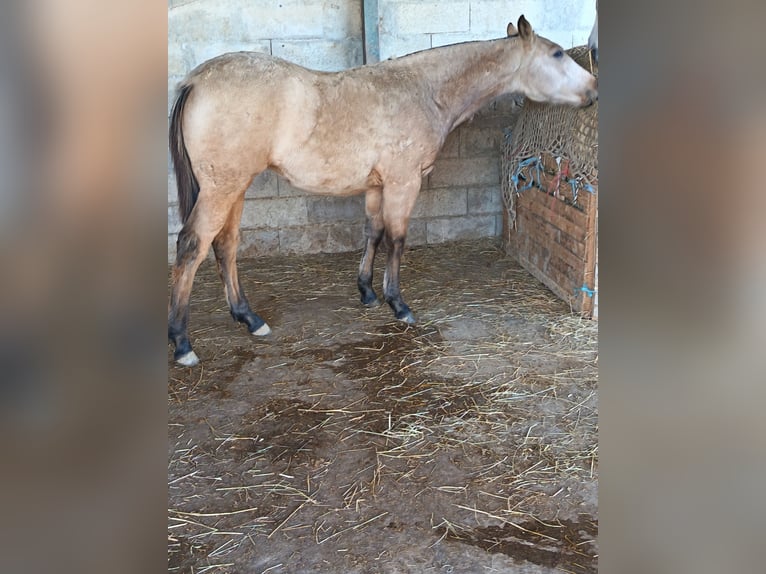 Creme Horse Stute 1 Jahr Falbe in Aigrefeuille