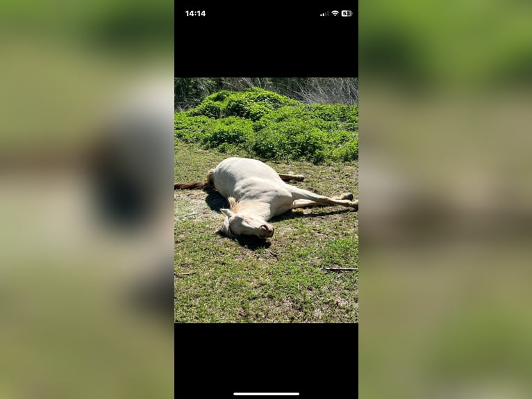 Creme Horse Stute 6 Jahre 153 cm Pearl in Eisenstadt