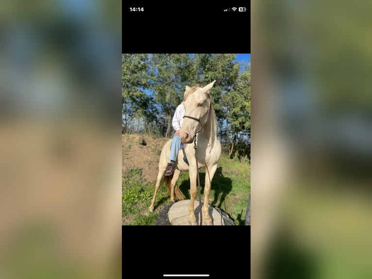 Creme Horse Stute 6 Jahre 153 cm Pearl in Eisenstadt