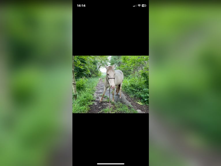 Creme Horse Stute 7 Jahre 153 cm Pearl in Eisenstadt