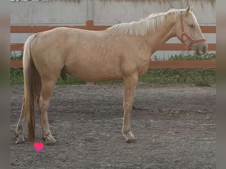 Creme Horse Wałach 3 lat 159 cm Izabelowata in Smarchowice wielkie
