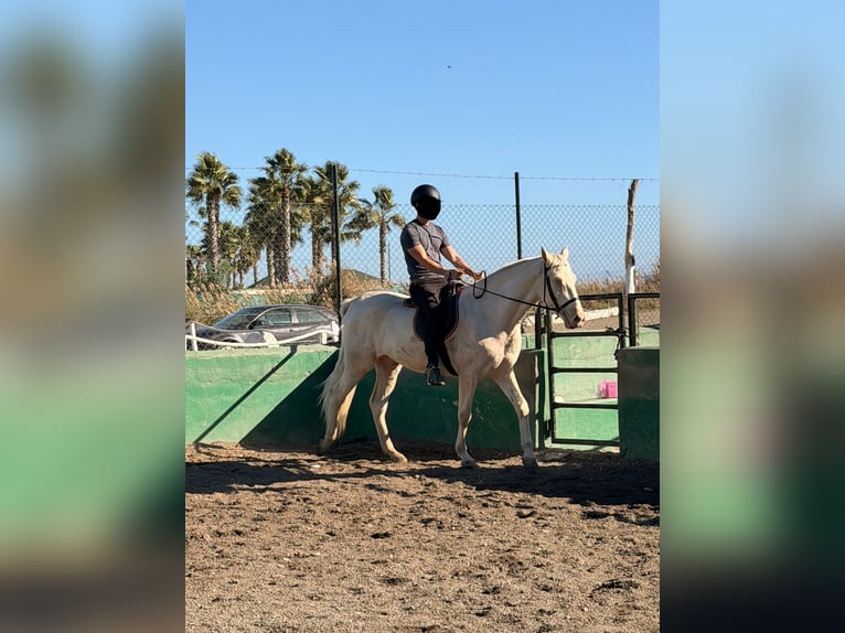 Creme Horse Mix Wałach 5 lat 160 cm Cremello in Benajarafe
