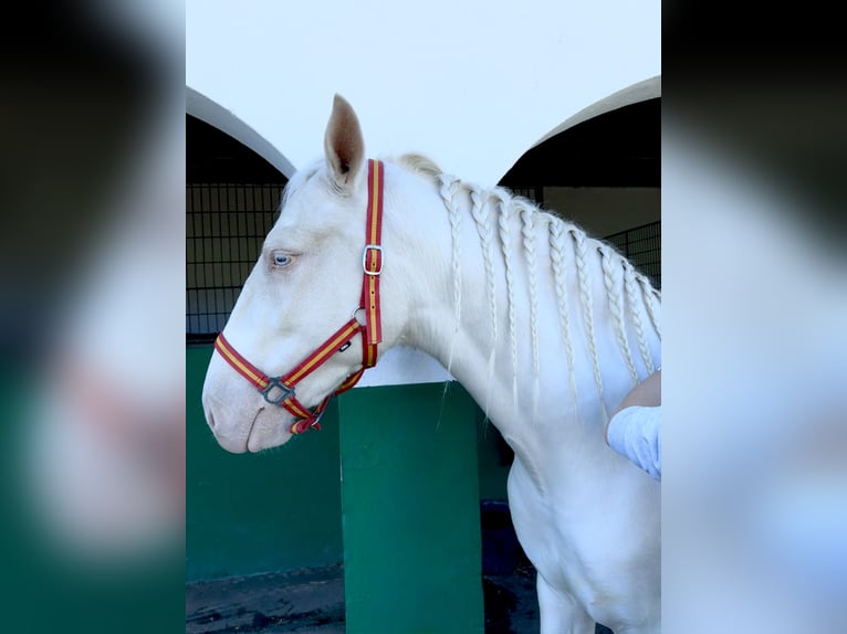 Creme Horse Mix Wałach 5 lat 160 cm Cremello in Benajarafe