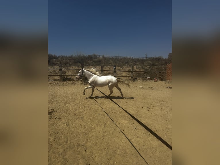 Creme Horse Wałach 4 lat 160 cm Cremello in Castellbisbal