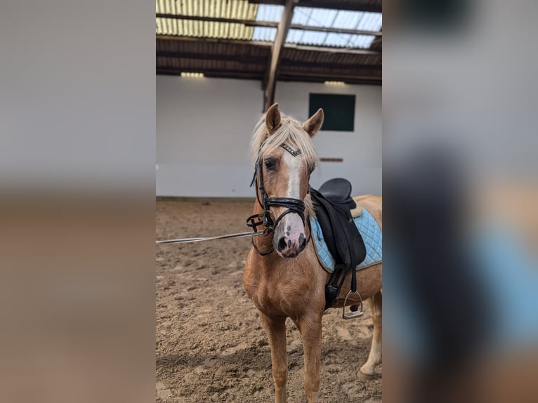 Creme Horse Wałach 7 lat 148 cm Izabelowata in Großheide Berumerfehn