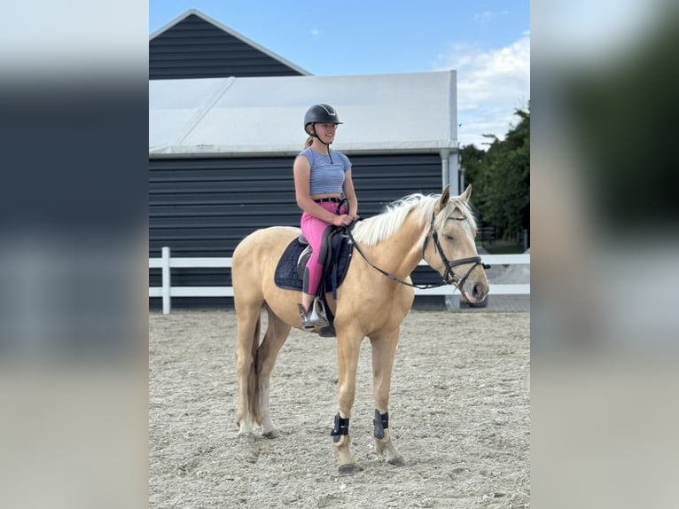 Creme Horse Wallach 3 Jahre 159 cm Palomino in Smarchowice wielkie