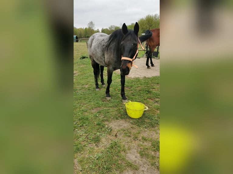 Criollo Caballo castrado 10 años 145 cm Ruano azulado in Schönwalde