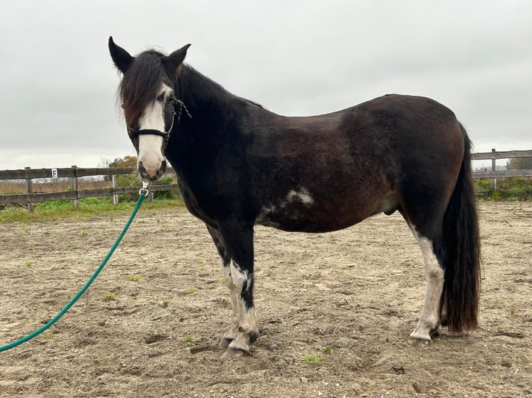 Criollo Caballo castrado 10 años 148 cm Castaño oscuro in Königsmoos