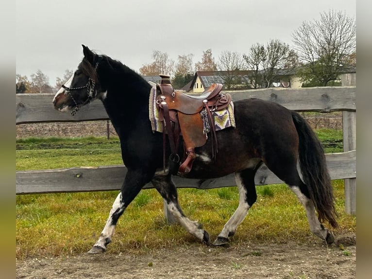 Criollo Caballo castrado 10 años 148 cm Castaño oscuro in Königsmoos