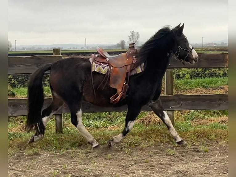 Criollo Caballo castrado 10 años 148 cm Castaño oscuro in Königsmoos