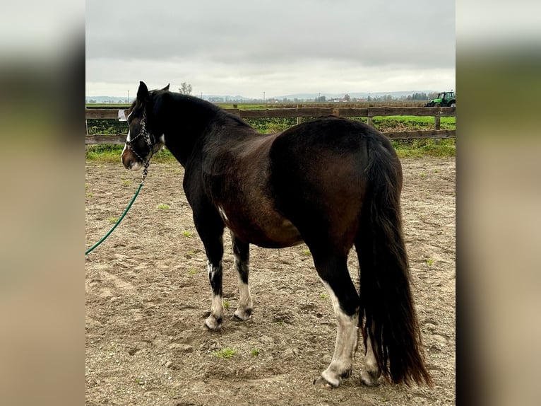 Criollo Caballo castrado 10 años 148 cm Castaño oscuro in Königsmoos