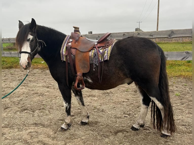 Criollo Caballo castrado 10 años 148 cm Castaño oscuro in Königsmoos