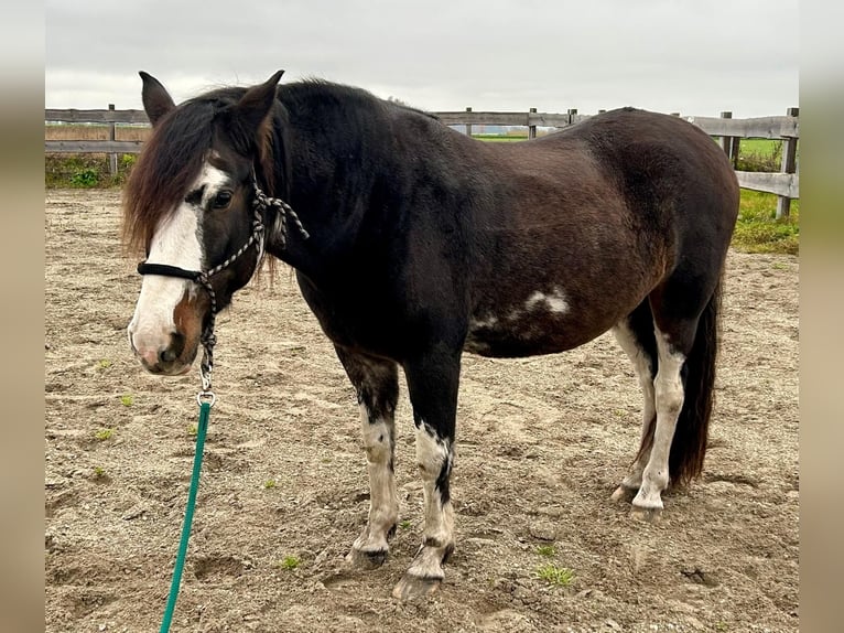 Criollo Caballo castrado 10 años 148 cm Castaño oscuro in Königsmoos