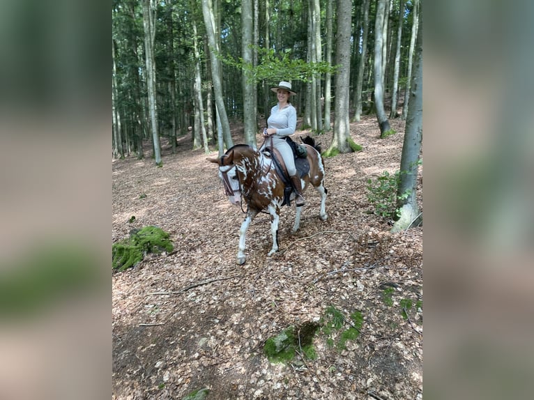 Criollo Caballo castrado 10 años 148 cm Overo-todas las-capas in Gräfelfing