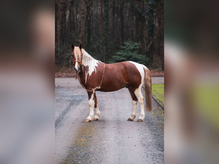 Criollo Mestizo Caballo castrado 10 años 150 cm Pío in Boekel