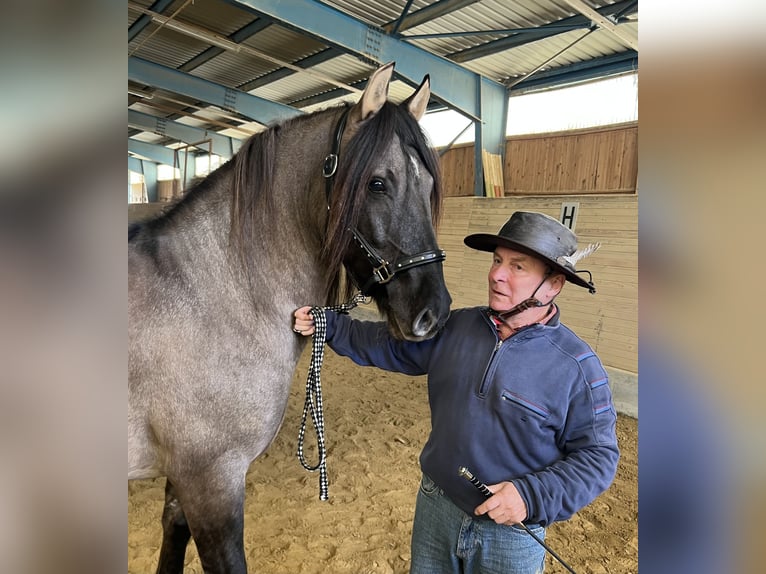 Criollo Mestizo Caballo castrado 11 años 143 cm Bayo in Weilheim in Oberbayern