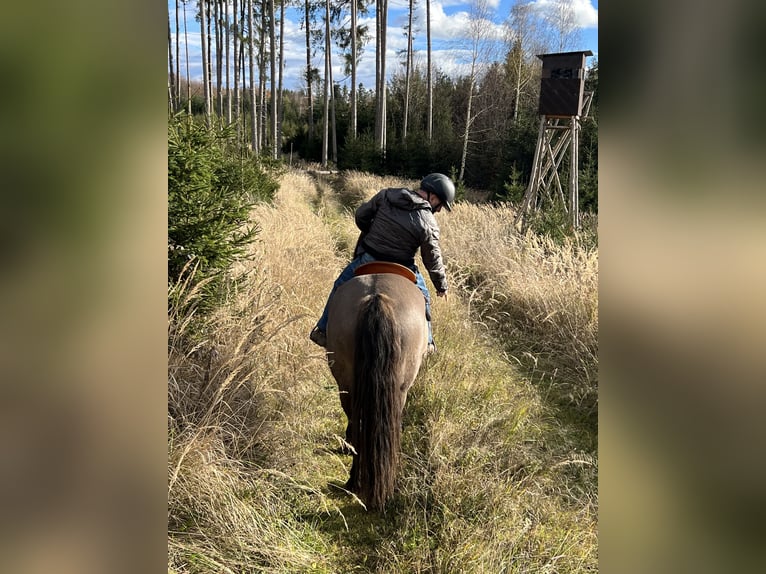 Criollo Mestizo Caballo castrado 11 años 143 cm Bayo in Weilheim in Oberbayern