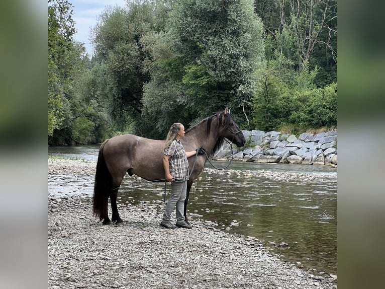 Criollo Mestizo Caballo castrado 11 años 143 cm Bayo in Weilheim in Oberbayern