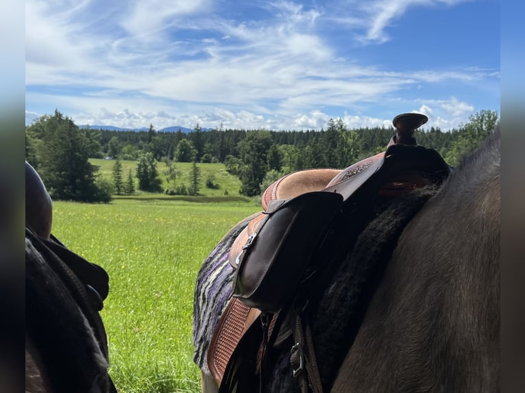 Criollo Mestizo Caballo castrado 11 años 143 cm Bayo in Weilheim in Oberbayern