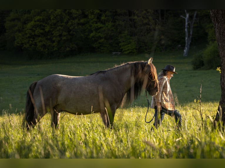 Criollo Mestizo Caballo castrado 11 años 143 cm Bayo in Weilheim in Oberbayern