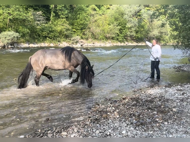 Criollo Mestizo Caballo castrado 11 años 143 cm Bayo in Weilheim in Oberbayern