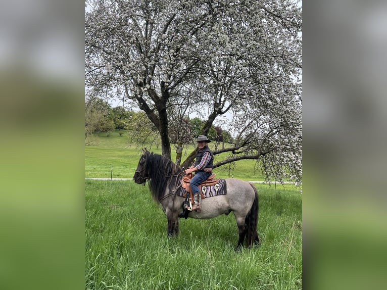 Criollo Mestizo Caballo castrado 11 años 143 cm Bayo in Weilheim in Oberbayern