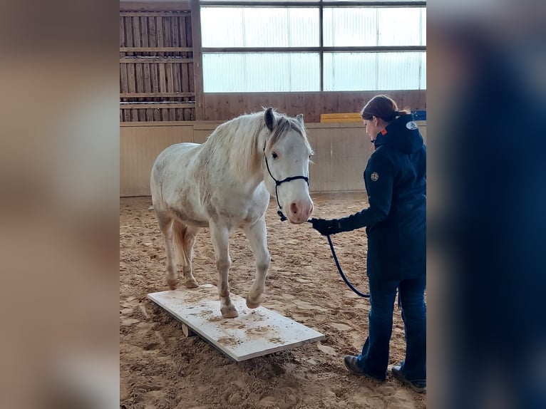 Criollo Caballo castrado 11 años 145 cm in Erlangen