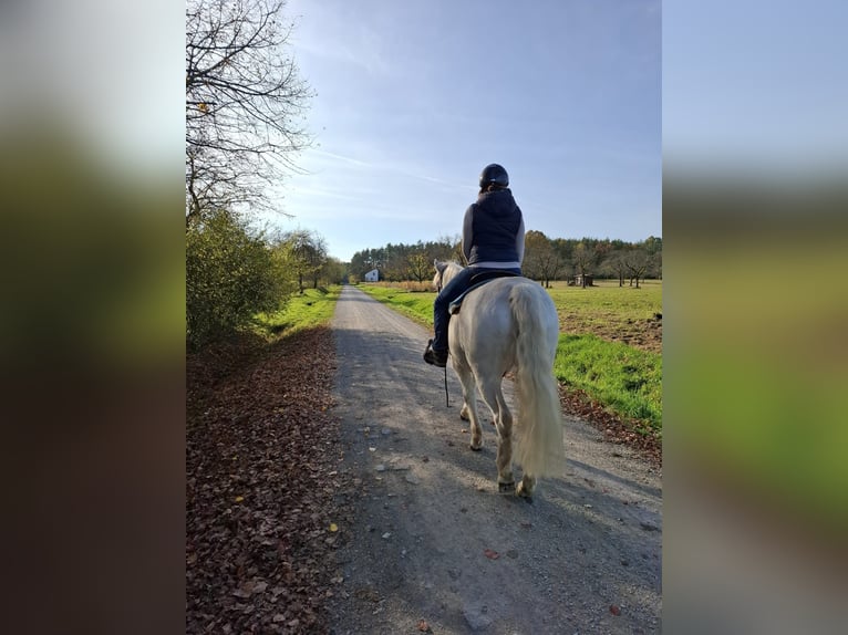 Criollo Caballo castrado 11 años 145 cm in Erlangen