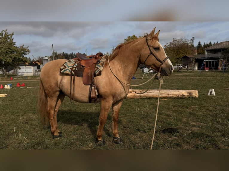 Criollo Caballo castrado 12 años 157 cm Bayo in Unteralpflen
