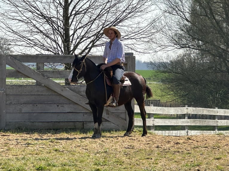 Criollo Caballo castrado 13 años 143 cm Negro in Hanstedt I