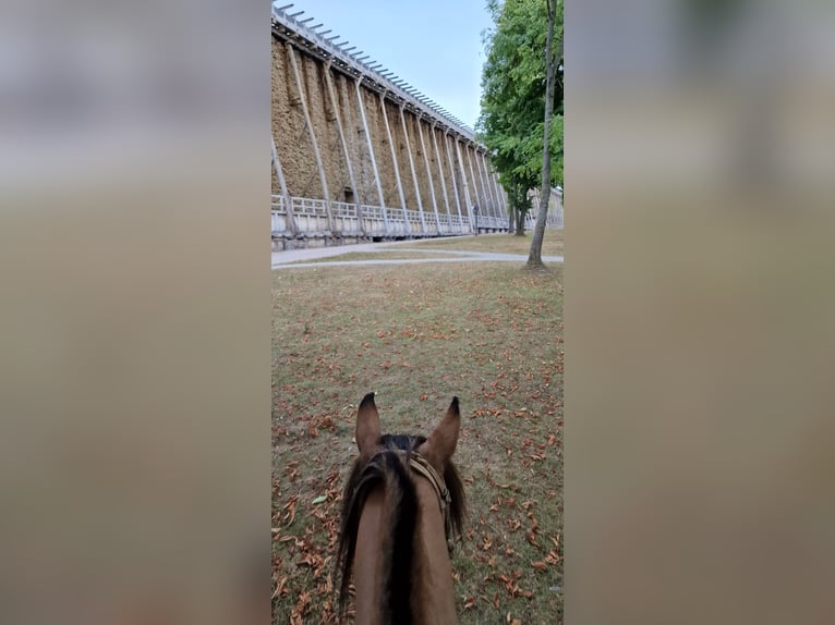 Criollo Caballo castrado 14 años 146 cm in Naumburg