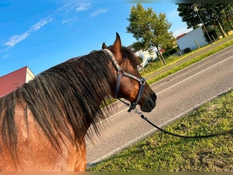 Criollo Caballo castrado 14 años Castaño-ruano in Ohmden