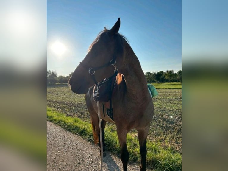 Criollo Caballo castrado 14 años Castaño-ruano in Ohmden