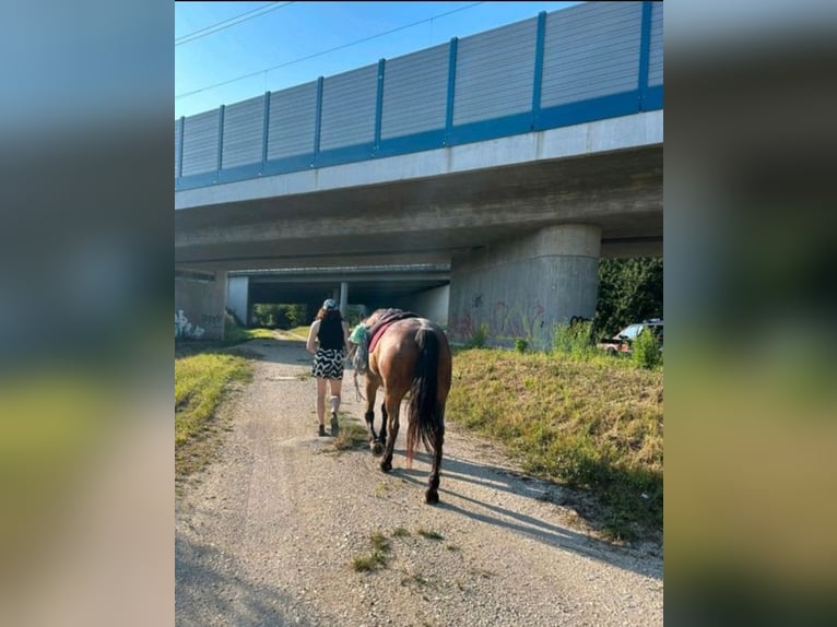 Criollo Caballo castrado 14 años Castaño-ruano in Ohmden