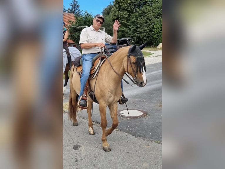 Criollo Caballo castrado 16 años 148 cm Bayo in Erkenbrechtsweiler