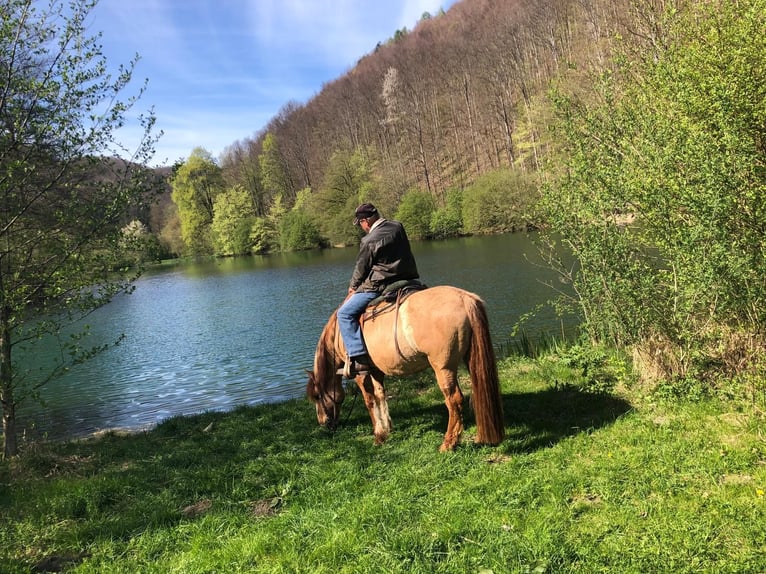 Criollo Caballo castrado 16 años 148 cm Bayo in Erkenbrechtsweiler