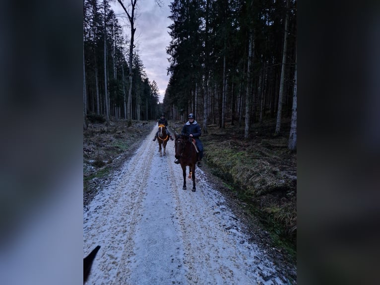 Criollo Caballo castrado 17 años 150 cm in Altenmünster