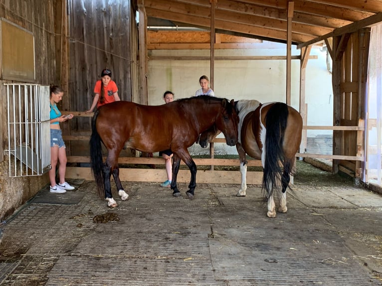 Criollo Caballo castrado 17 años 150 cm in Altenmünster