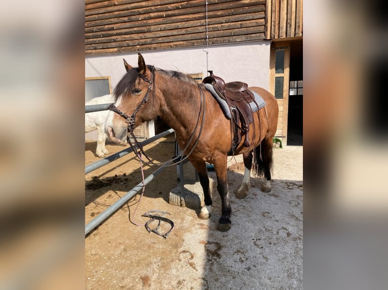 Criollo Caballo castrado 21 años 155 cm Castaño oscuro in Leonstein