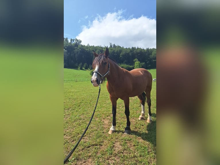 Criollo Caballo castrado 21 años 155 cm Castaño oscuro in Leonstein