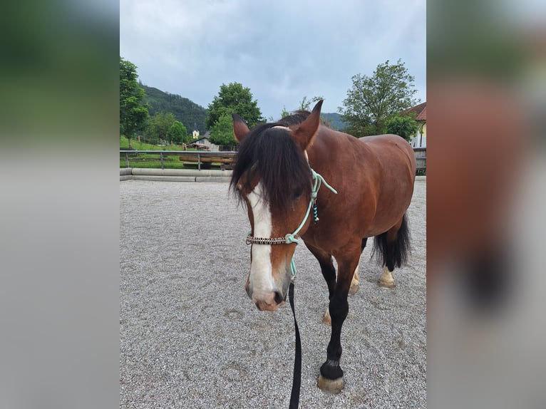 Criollo Caballo castrado 21 años 155 cm Castaño oscuro in Leonstein