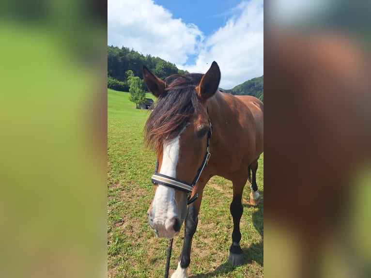 Criollo Caballo castrado 21 años 155 cm Castaño oscuro in Leonstein