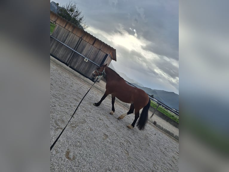 Criollo Caballo castrado 21 años 155 cm Castaño oscuro in Leonstein