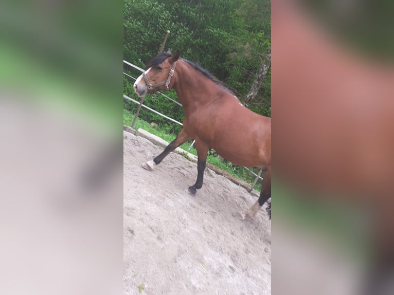 Criollo Caballo castrado 21 años 156 cm Castaño in Leonstein