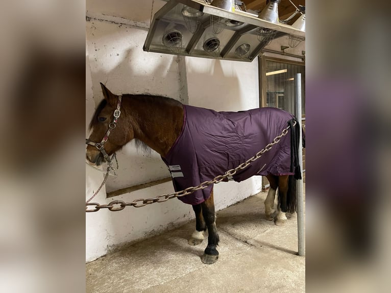 Criollo Caballo castrado 21 años 156 cm Castaño in Leonstein