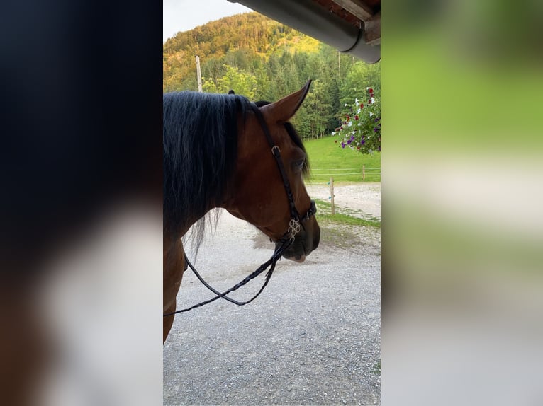 Criollo Caballo castrado 22 años 156 cm Castaño in Leonstein