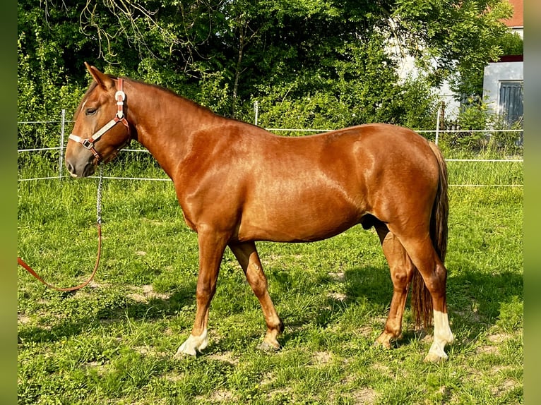 Criollo Caballo castrado 2 años 142 cm Alazán-tostado in Erfurt