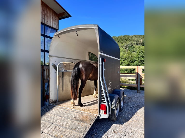 Criollo Caballo castrado 2 años 142 cm Morcillo in Heimbuchenthal